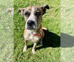 KATRINA - Female Boxer-Unknown Mix Dog for Adoption - Small photo