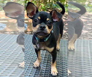 Chug Dogs for adoption in Wakefield, RI, USA