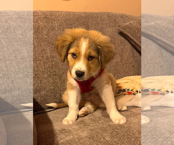 Medium Photo #4 Mutt Puppy For Sale in Germantown, OH, USA