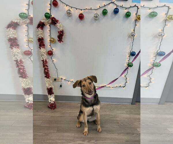 Medium Photo #3 Mutt Puppy For Sale in Plainfield, IL, USA