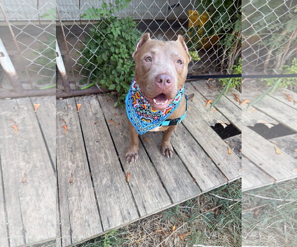 Medium Photo #3 American Staffordshire Terrier-Unknown Mix Puppy For Sale in Jackson, MS, USA