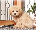 Small #1 Maltipoo (Miniature)