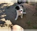 Small Photo #3 Border Collie Puppy For Sale in WILLIAMSBURG, CO, USA