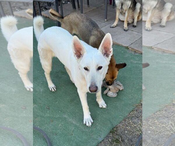 Medium Photo #2 - Mix Puppy For Sale in Hoffman Estates, IL, USA