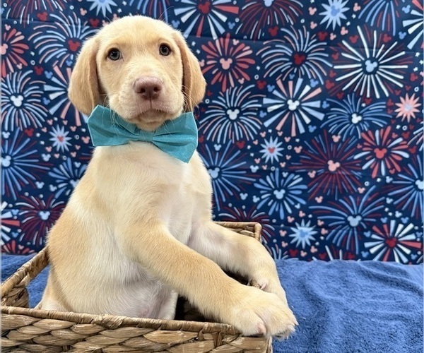 Medium Photo #16 Labrador Retriever Puppy For Sale in ALAFAYA, FL, USA