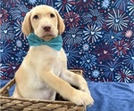 Small #5 Labrador Retriever