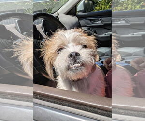 Shih Tzu-Unknown Mix Dogs for adoption in Chico, CA, USA