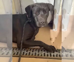 Jesse - Male Labrador Retriever-Unknown Mix Dog for Adoption - Photo #8