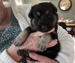 Puppy Squirrel German Shepherd Dog