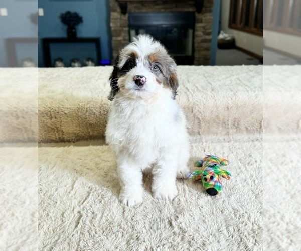 Medium Photo #2 Bernedoodle (Miniature) Puppy For Sale in GREENWOOD, IN, USA