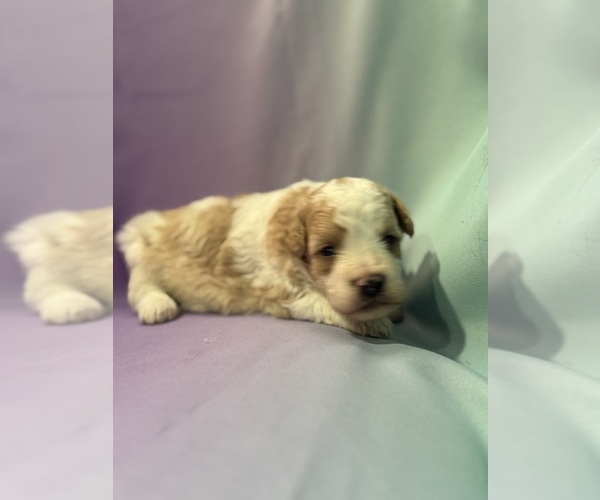 Medium Photo #6 Bernedoodle (Miniature) Puppy For Sale in LONGMONT, CO, USA