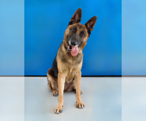 LADY - Female German Shepherd Dog Dog for Adoption - Photo #2