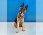 Small #1 German Shepherd Dog