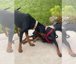 Small #12 Doberman Pinscher
