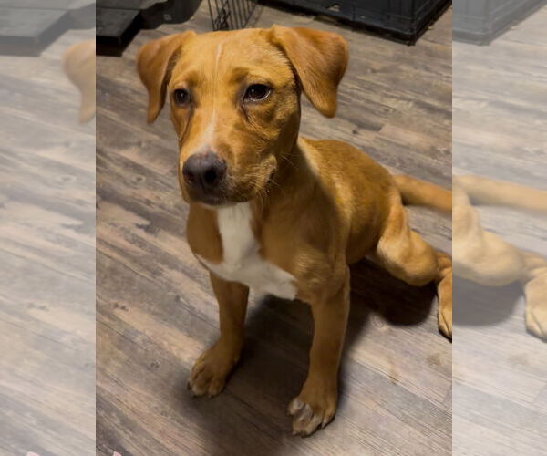 Medium Photo #1 Labrador Retriever-Unknown Mix Puppy For Sale in The Woodlands, TX, USA