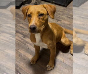 Labrador Retriever-Unknown Mix Dogs for adoption in The Woodlands, TX, USA