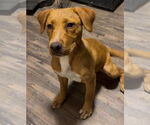 Small Labrador Retriever Mix