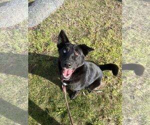 Kira - Female Mutt Dog for Adoption - Photo #4