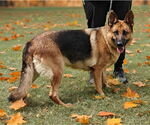 Small #4 German Shepherd Dog