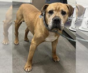Mastiff-Unknown Mix Dogs for adoption in Forestville, MD, USA