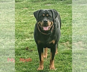 Mother of the Rottweiler puppies born on 12/31/2021