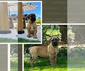 Boerboel Puppy for sale in HELLERTOWN, PA, USA