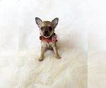 Small #5 Chihuahua