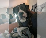 Small American Bulldog-Staffordshire Bull Terrier Mix