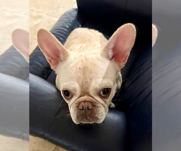Medium Photo #7 French Bulldog Puppy For Sale in Boca Raton, FL, USA