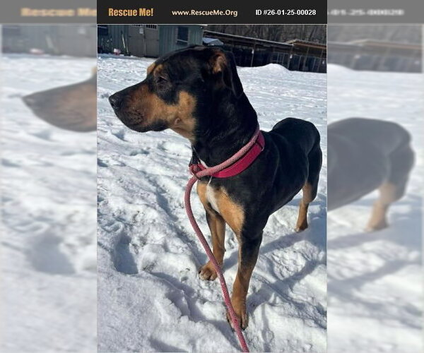 Medium Photo #3 Rottweiler-Unknown Mix Puppy For Sale in Benton, PA, USA