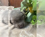 Small #9 Labrador Retriever