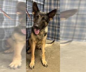 German Shepherd Dog Dogs for adoption in Rosenberg, TX, USA