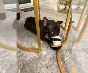 French Bulldog Dogs for adoption in Brights Grove, Ontario, Canada