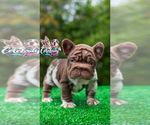 Small #6 French Bulldog