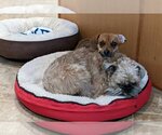 Small Photo #6 Chiweenie Puppy For Sale in Arlington, VA, USA