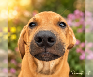 Rhodesian Ridgeback-Unknown Mix Dogs for adoption in Sterling, MA, USA