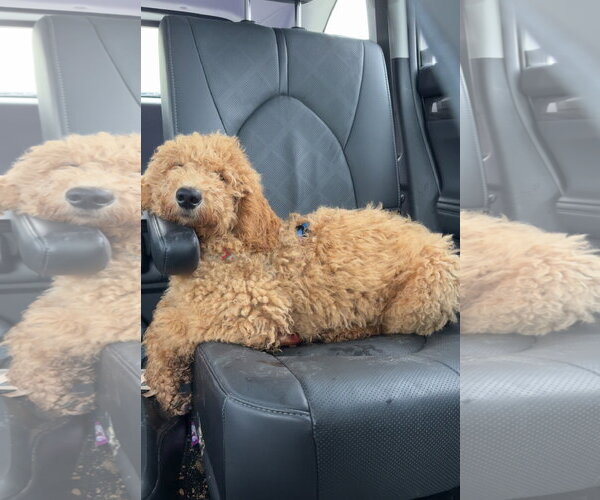 Medium Photo #5 Golden Retriever Puppy For Sale in Wheaton, IL, USA