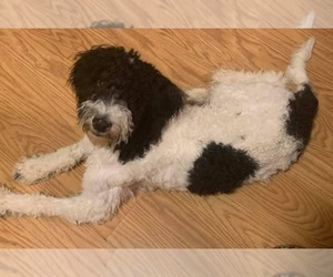 Sheepadoodle Puppy for sale in POUNDING MILL, VA, USA
