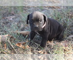Puppy Pink Cane Corso
