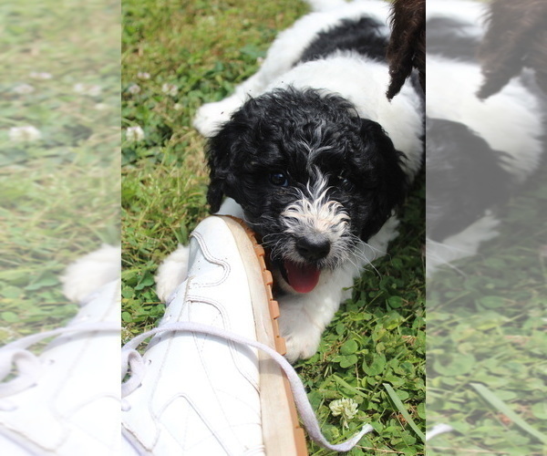 Medium Photo #3 F2 Aussiedoodle Puppy For Sale in KINSTON, NC, USA