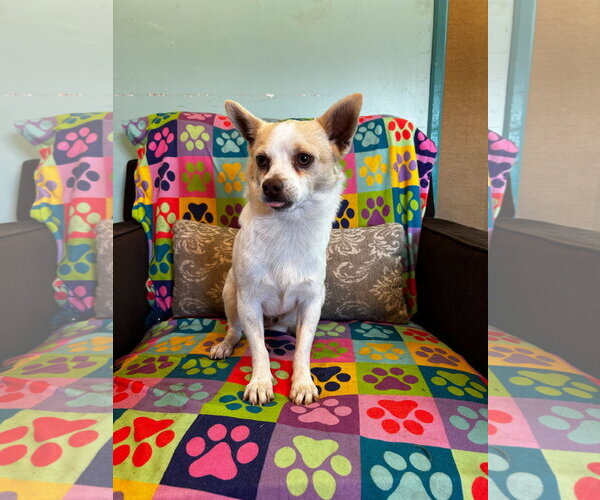 Medium Photo #9 Chihuahua Puppy For Sale in Pacolet, SC, USA