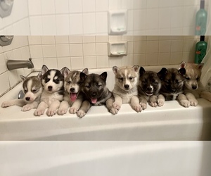 Norwegian Elkhound-Siberian Husky Mix Puppy for sale in PALMDALE, CA, USA