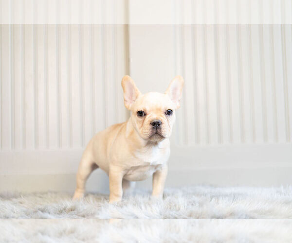 Medium Photo #6 French Bulldog Puppy For Sale in WARSAW, IN, USA