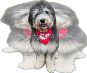 Father of the Golden Mountain Doodle puppies born on 03/04/2026