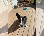 Small #5 Mutt