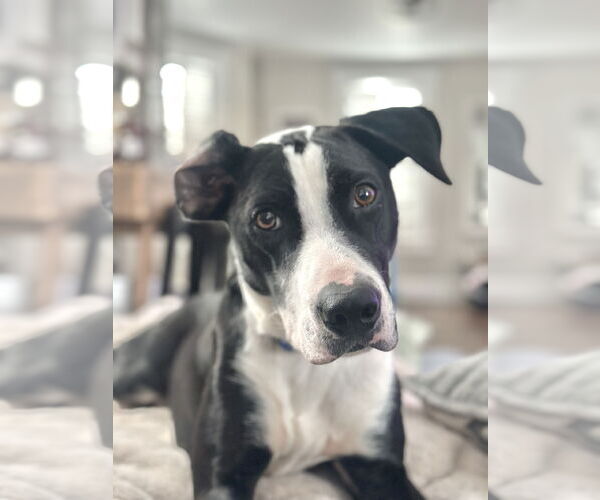 Medium Photo #13 Mutt Puppy For Sale in Rockaway, NJ, USA