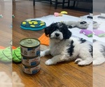 Small #1 German Hunting Terrier-Lowchen Mix