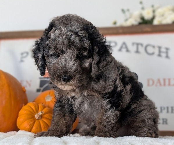 Medium Photo #5 Poodle (Miniature) Puppy For Sale in GOSHEN, IN, USA