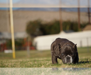 English Bulldog Puppy for sale in POMONA, CA, USA