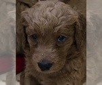 Small #6 Goldendoodle